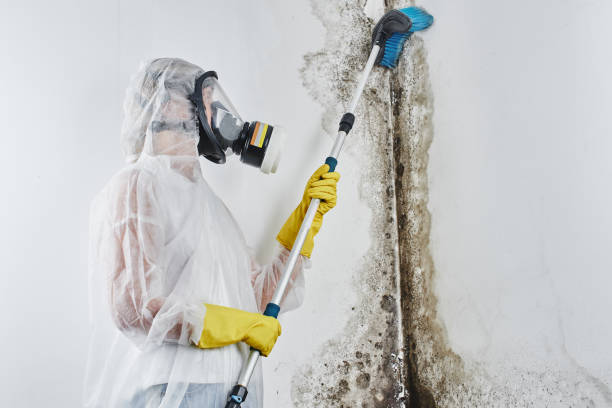 Certified Mold Removal in Indian Head Park, IL